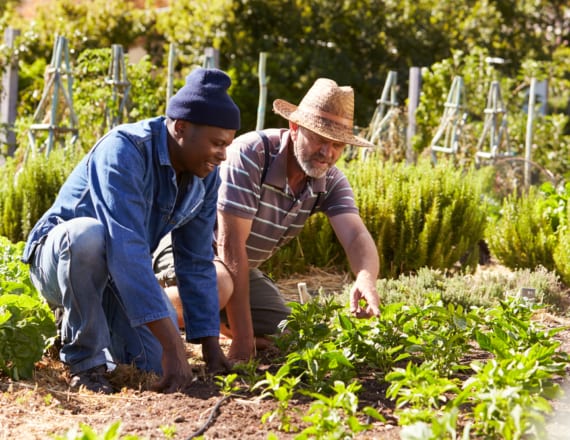 Two middle-aged men working together in a vegetable garden