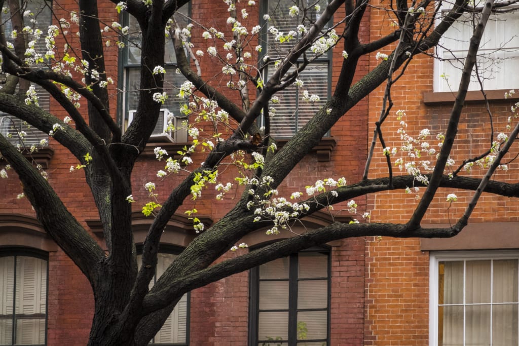 Brick apartment building with flowering tree