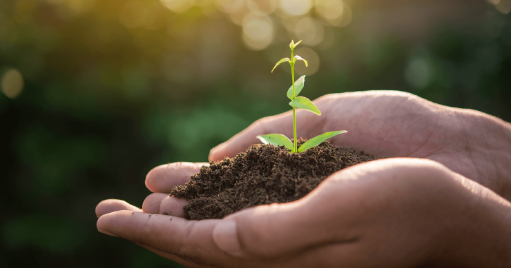 A person's cupped hands holding rich dirt with a small green seedling. The sun is sparkling on the leaves and in the background.